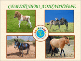 Презентация Животные семейства лошадиных