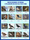 Плакат Зимующие птицы