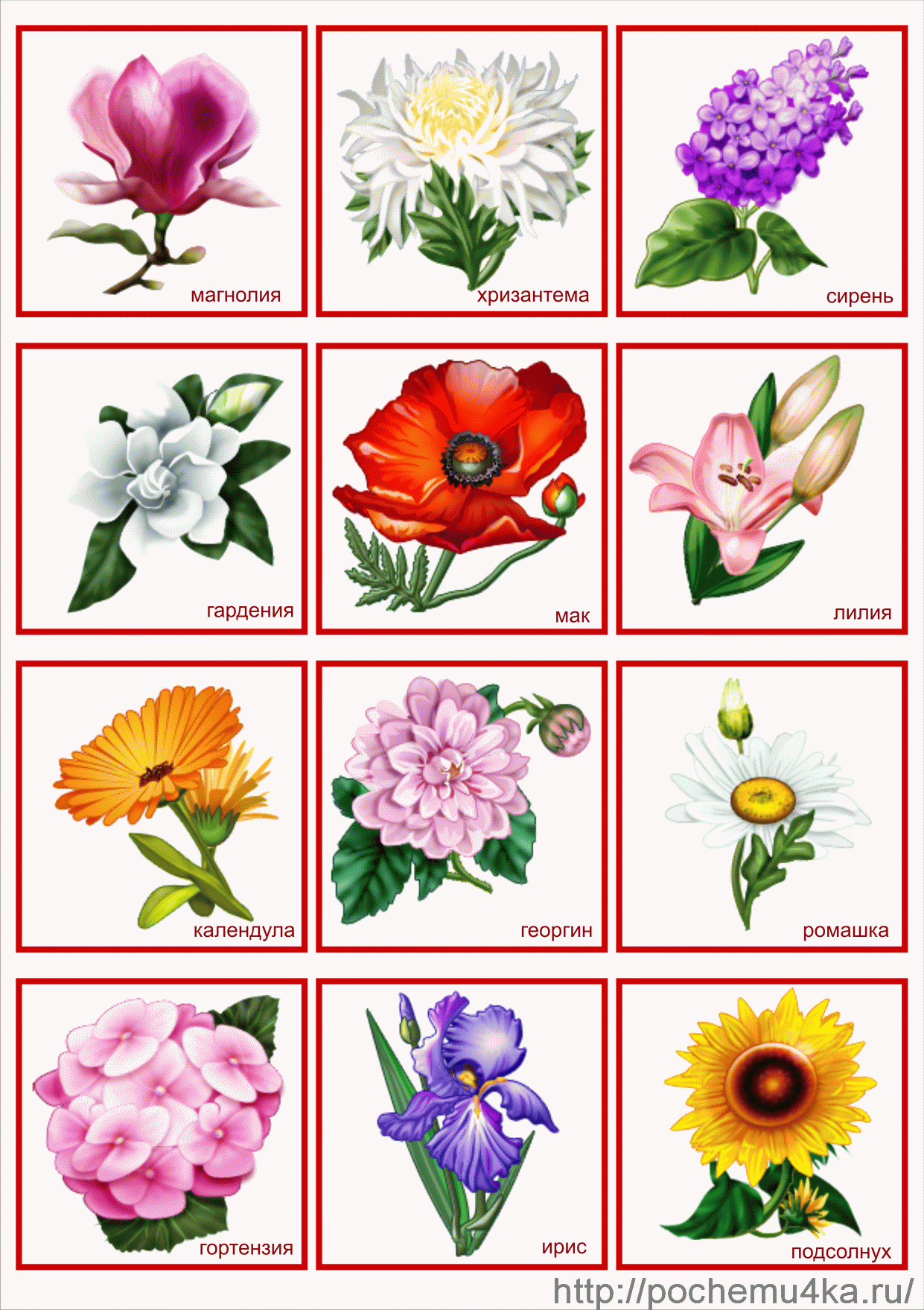 Карточки с изображением цветов