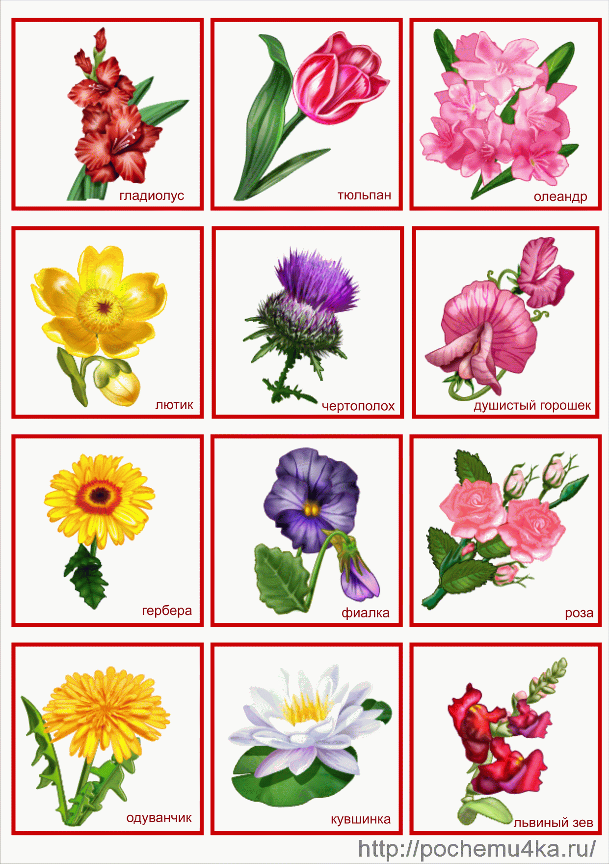 Названия цветов для дошкольников