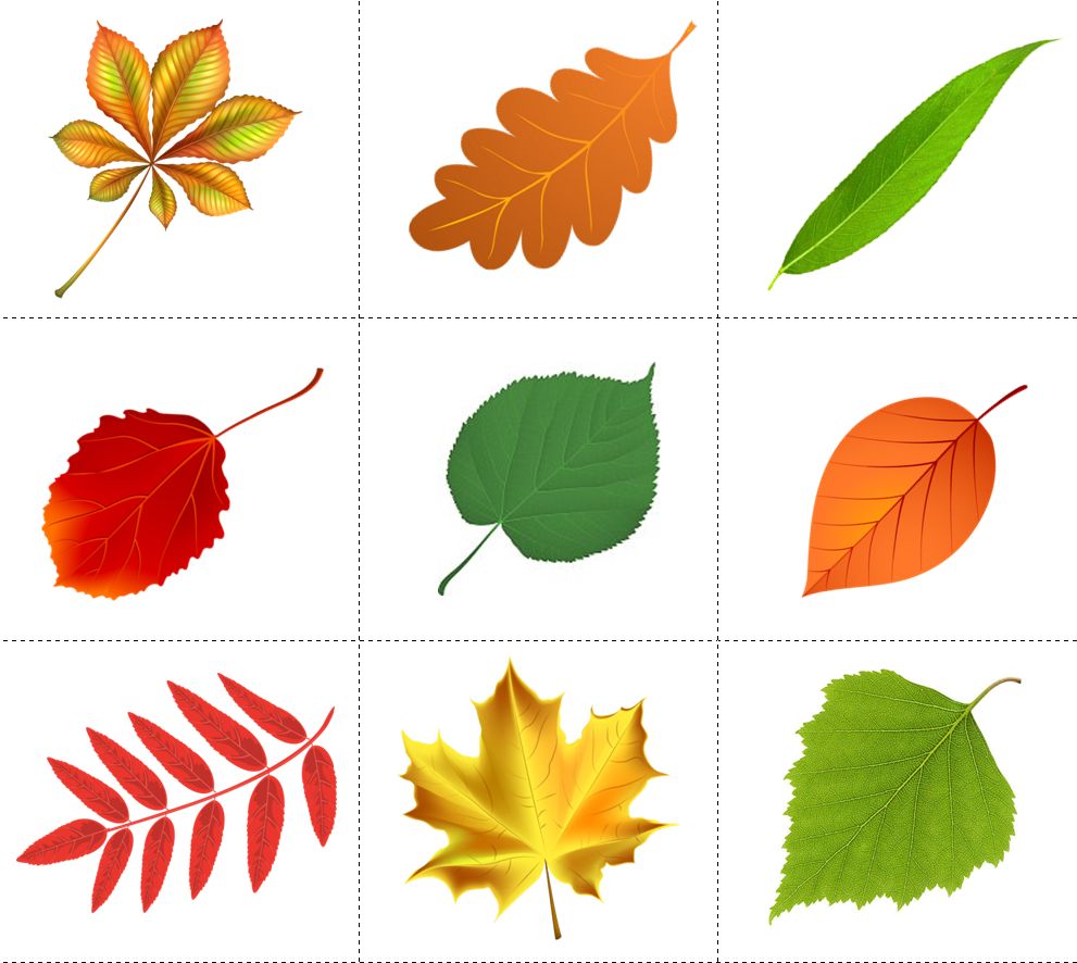 Собрать осенние листья. Листья разных деревьев. Разные листочки. Листики осенние. Листья деревьев для детей.