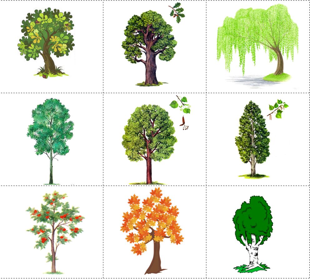 Картинки деревьев для детей распечатать
